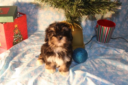 havanese-puppies